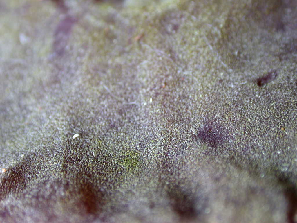 Nel fuoco del inferno... Quiz